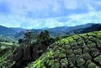 大水果机-大水果机，一场关于色彩与惊喜的奇妙之旅