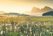 森林舞会最新版-森林舞会，最新版中的自然与科技的和谐共舞